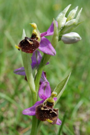 Orchis Bourdon